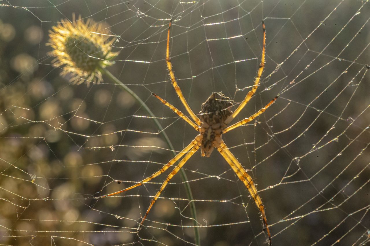 L''Argiope lobata